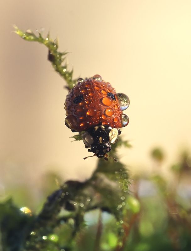 макро,божья коровка,капли Модная брошка фото превью