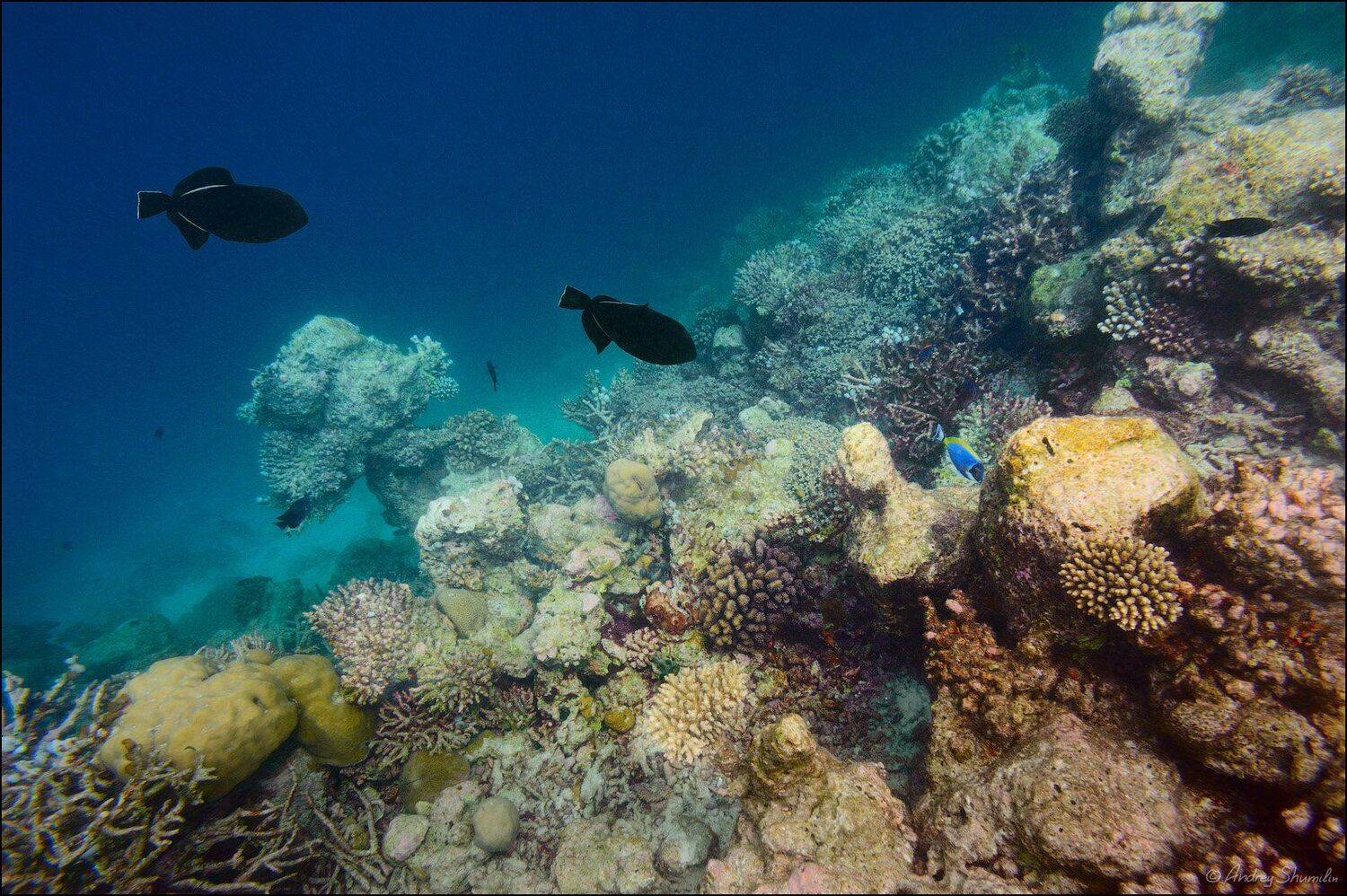 , Андрей Шумилин