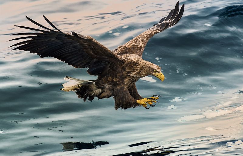 Passion on the ice sea фото превью