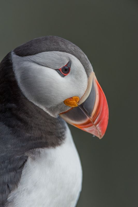 atlantic puffin, Birders Corner, birds, Fratercula arctica Puffin фото превью
