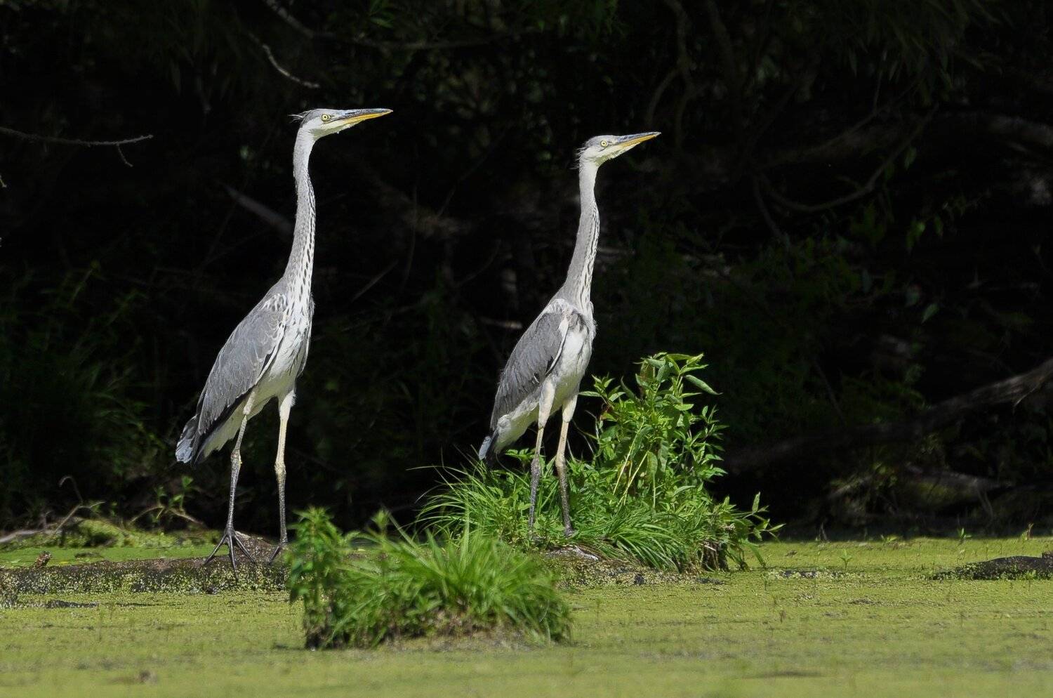 , Макеев Алексей