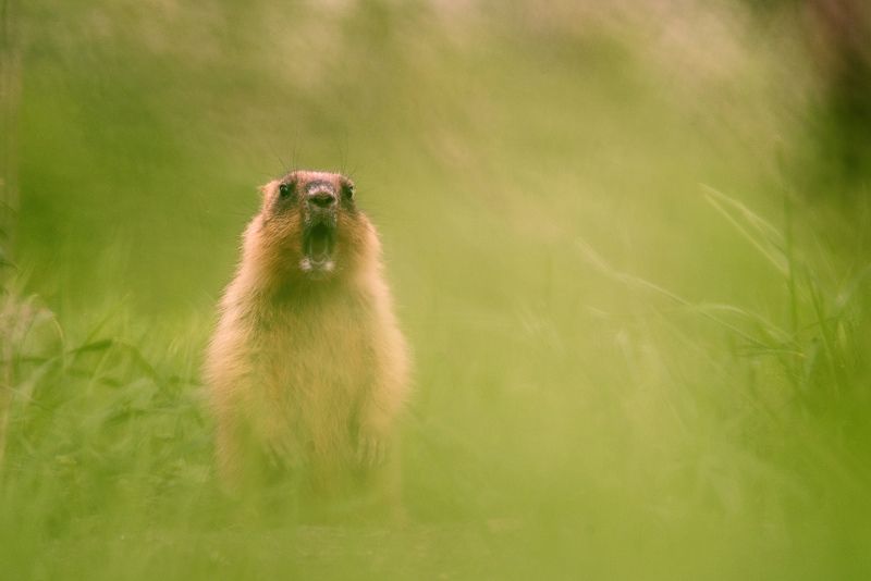 Часовой фото превью