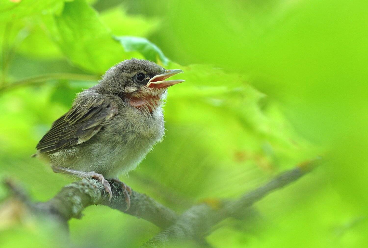 , Макеев Алексей