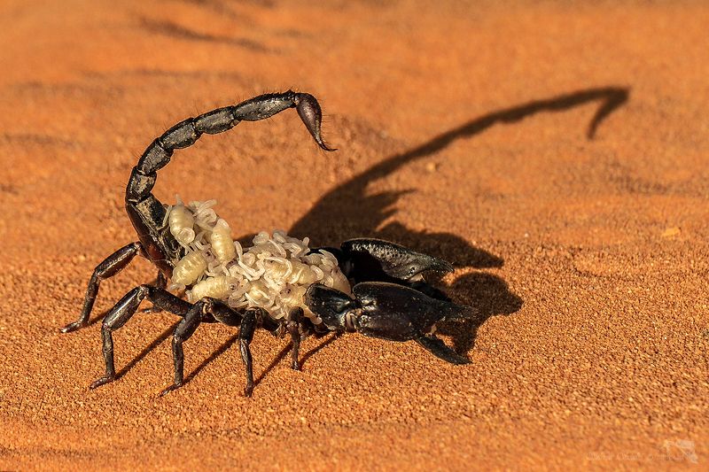 štir фото превью