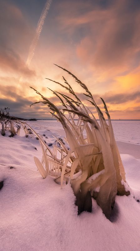 лед, растения, закат, море, водохранилище, Рыбинск, снег, зима Скованные во льдах фото превью