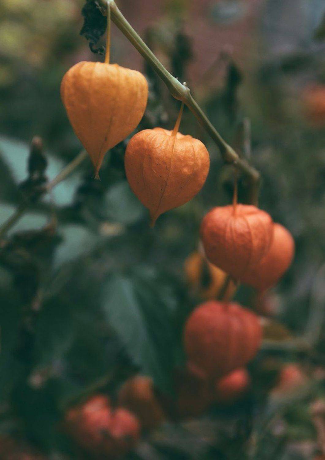 , Астрид Екатерина