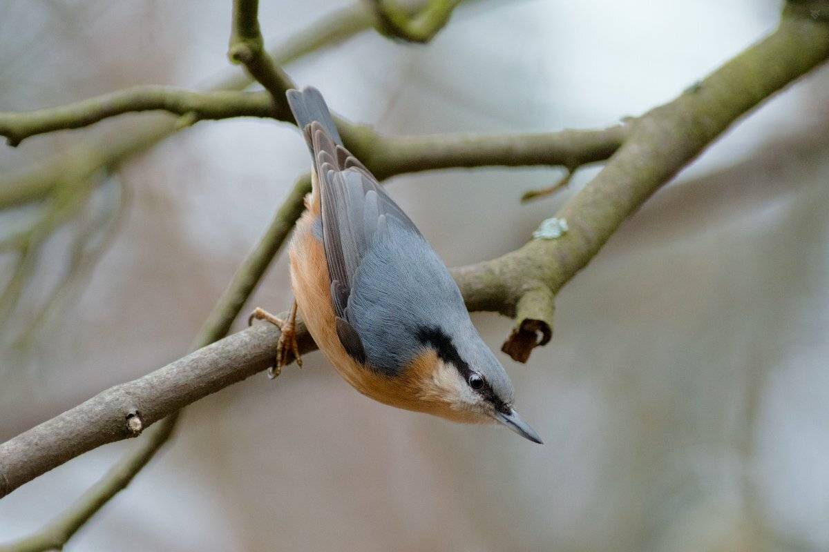 Eurasian nuthatch, bird, wildlife, Wojciech Grzanka