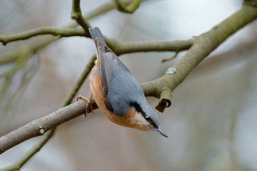 Eurasian nuthatch