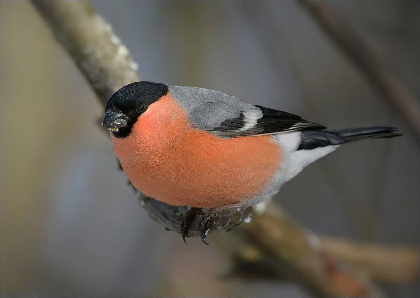 снегирь, Андрей Медведев