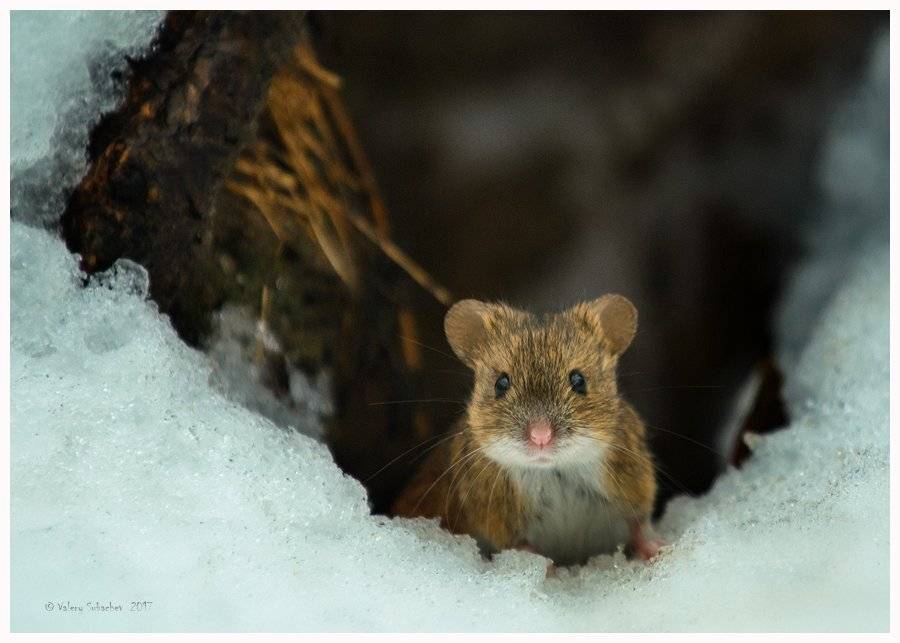, Валерий Субачев