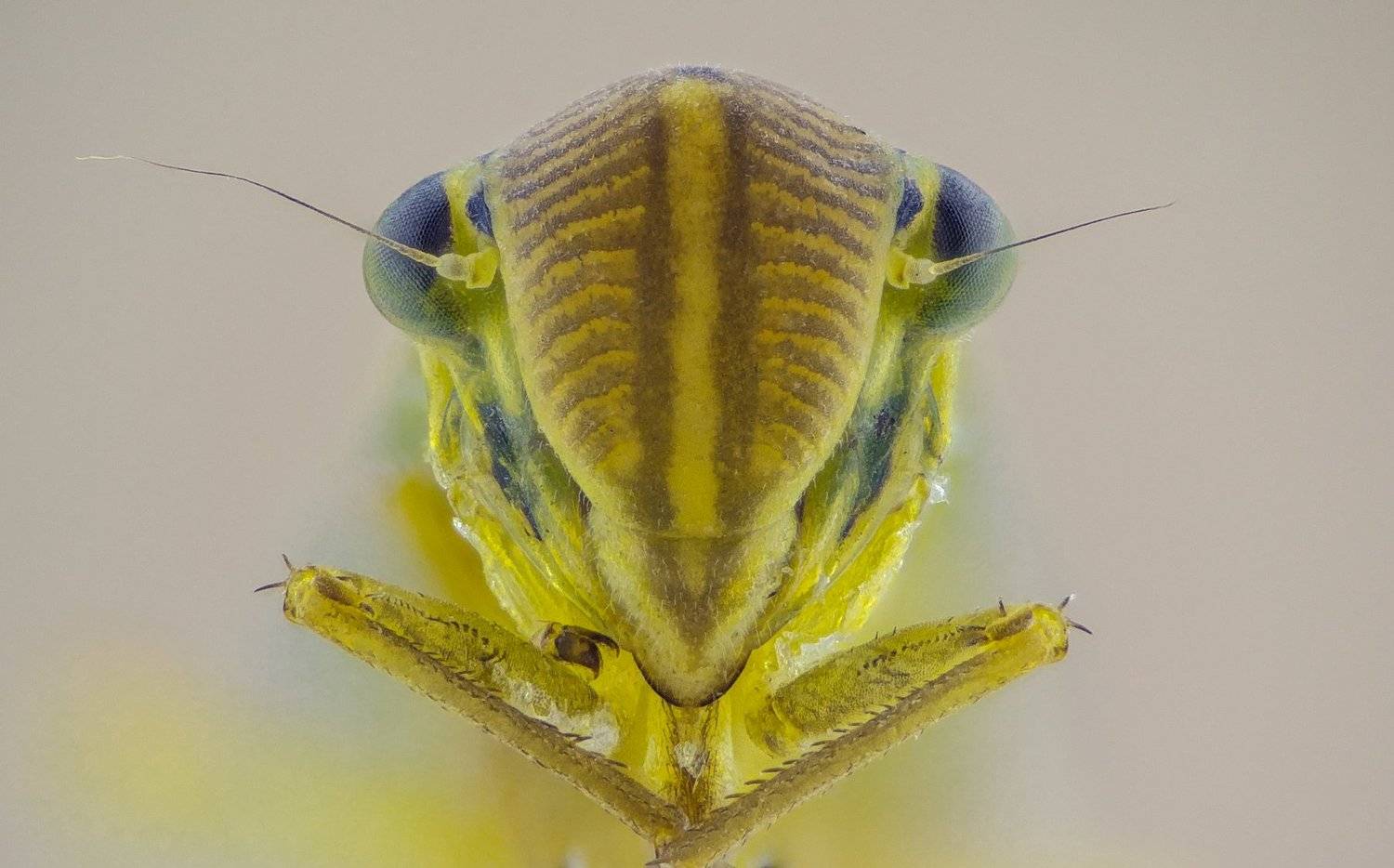 Автор: Tsvetan Ganev ceclii,macro,lgg4, extrememacro, макро, Tsvetan Ganev