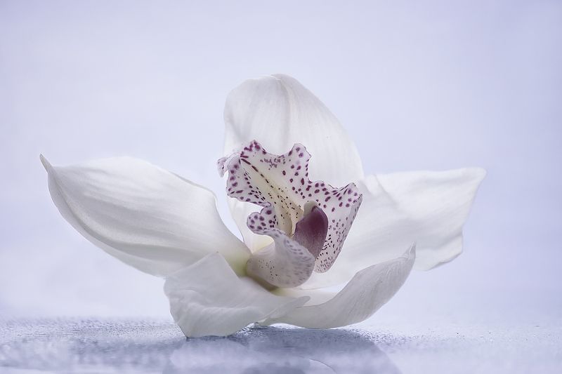 фото, цветов, крупный план, орхидея, цимбидиум То ли птица, то ли цветок фото превью