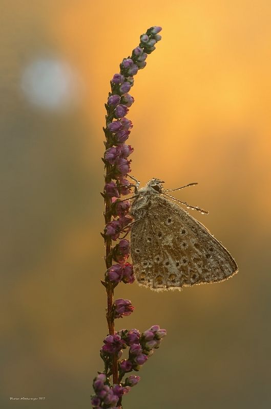 macro nature butterfly Between Sun And Moon фото превью