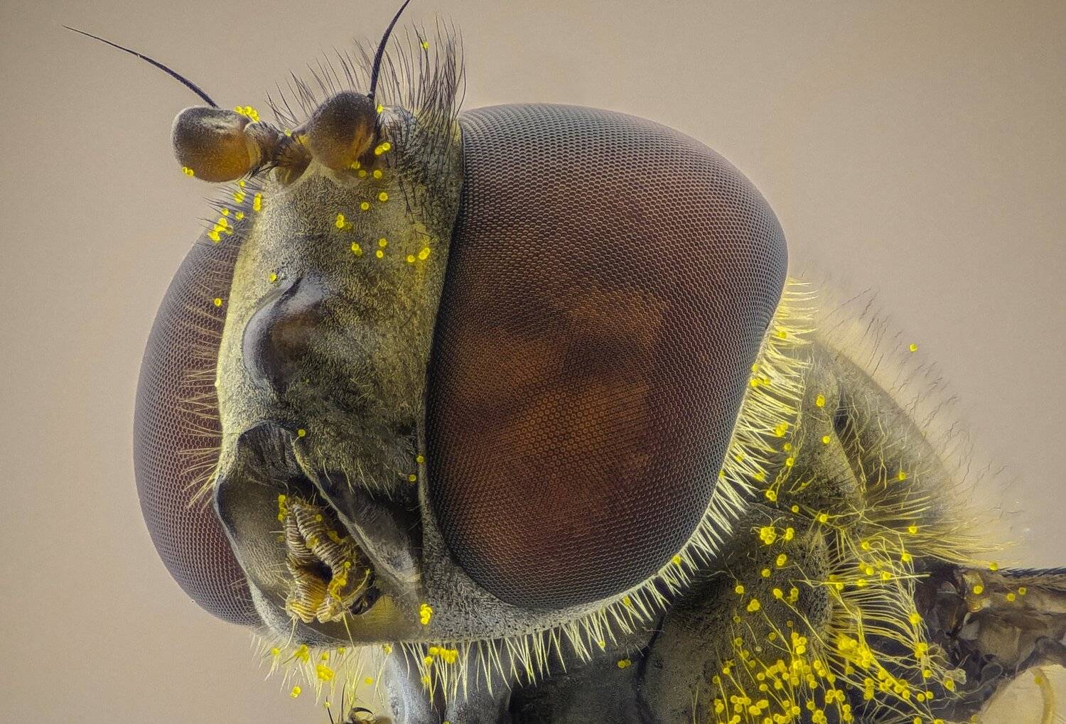 ceclii,macro,lgg4, extrememacro,  макро, Tsvetan Ganev