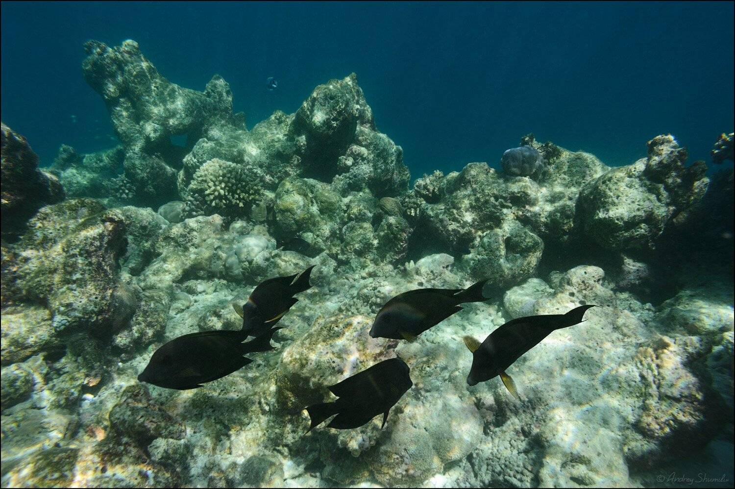 , Андрей Шумилин