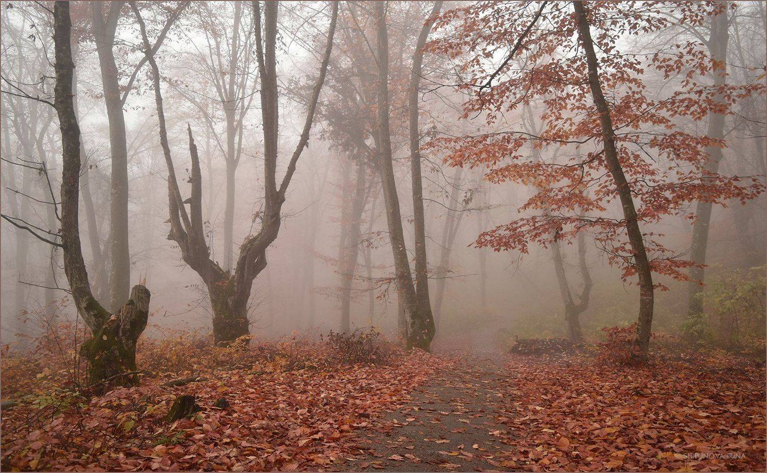 , Шипунова Ирина