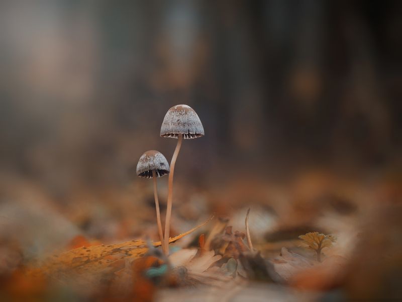 Вдвоем по осени фото превью