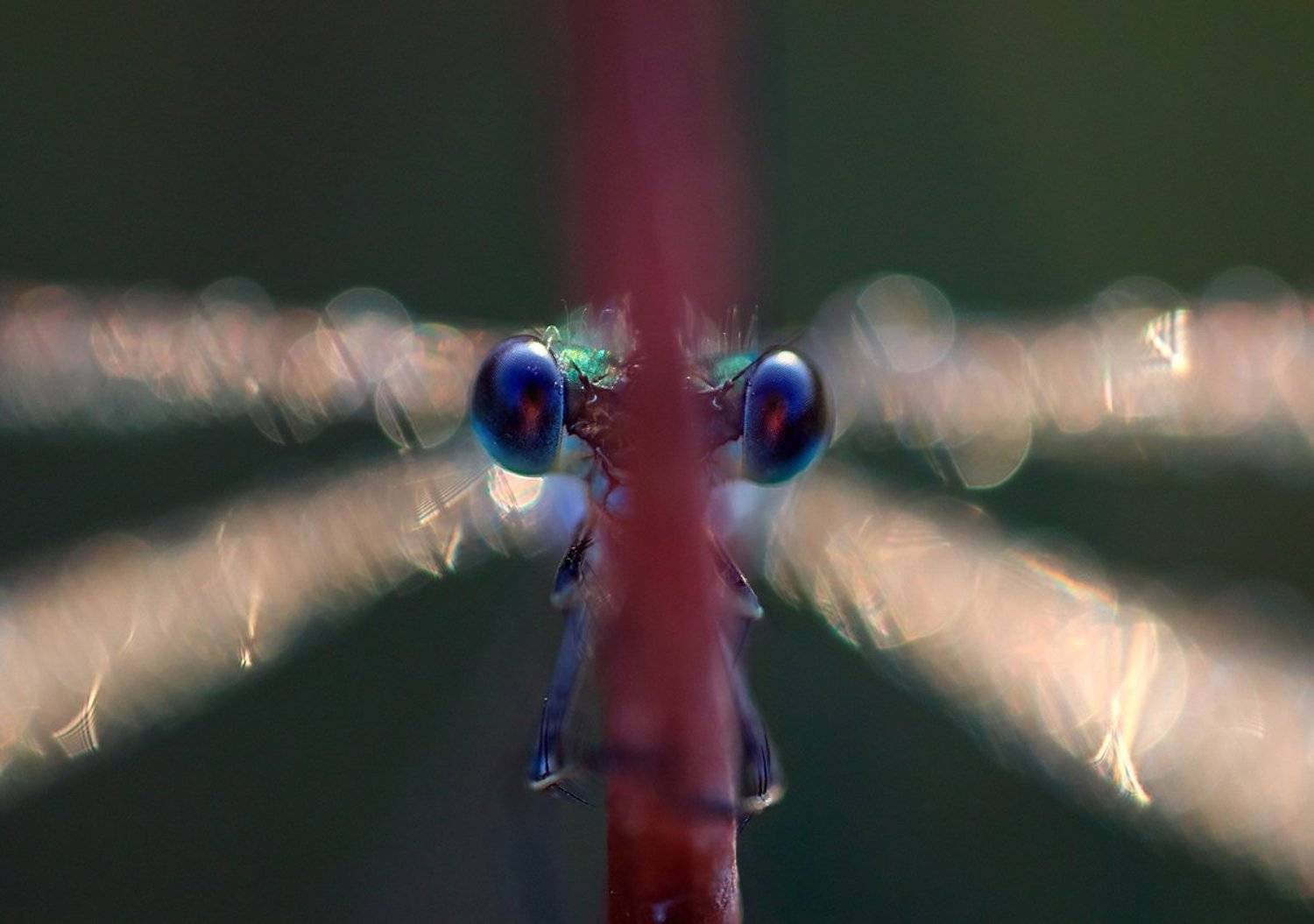 , Валерия Зверева