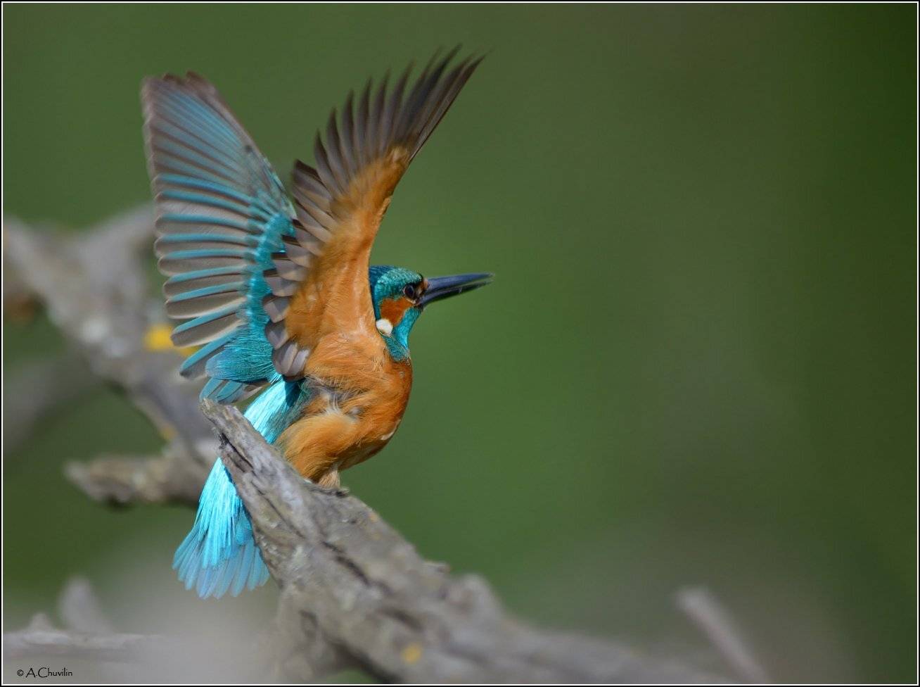 зимородок,греть,спинку, Александр Чувилин