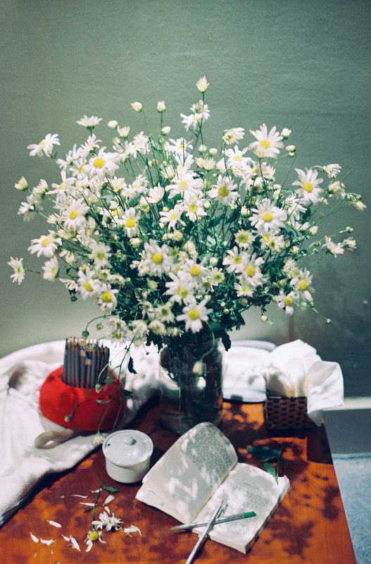 #minoltasrt101 #fujicolor100 #sp3000 #filmphoto #film35mm Hoạ Mi фото превью