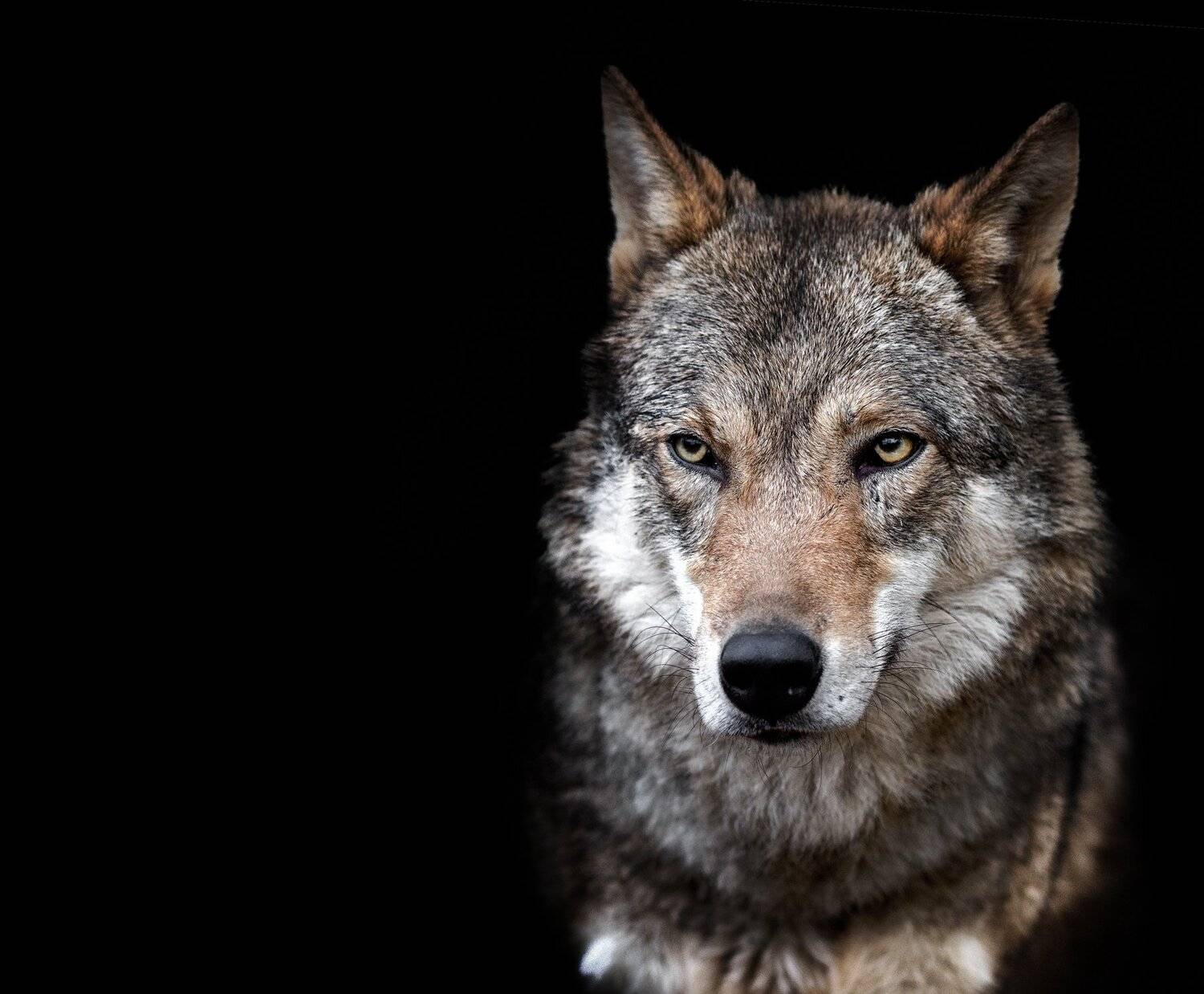 волк, Олег Богданов