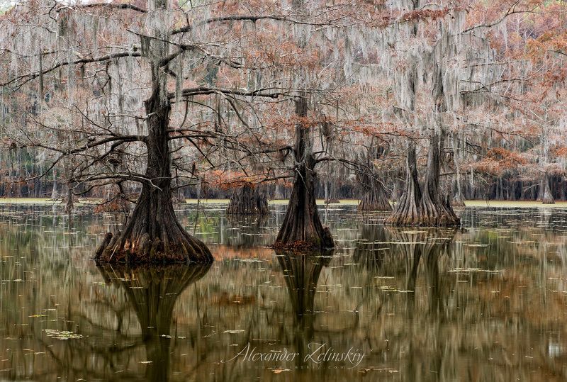 США,  Осенний этюд фото превью