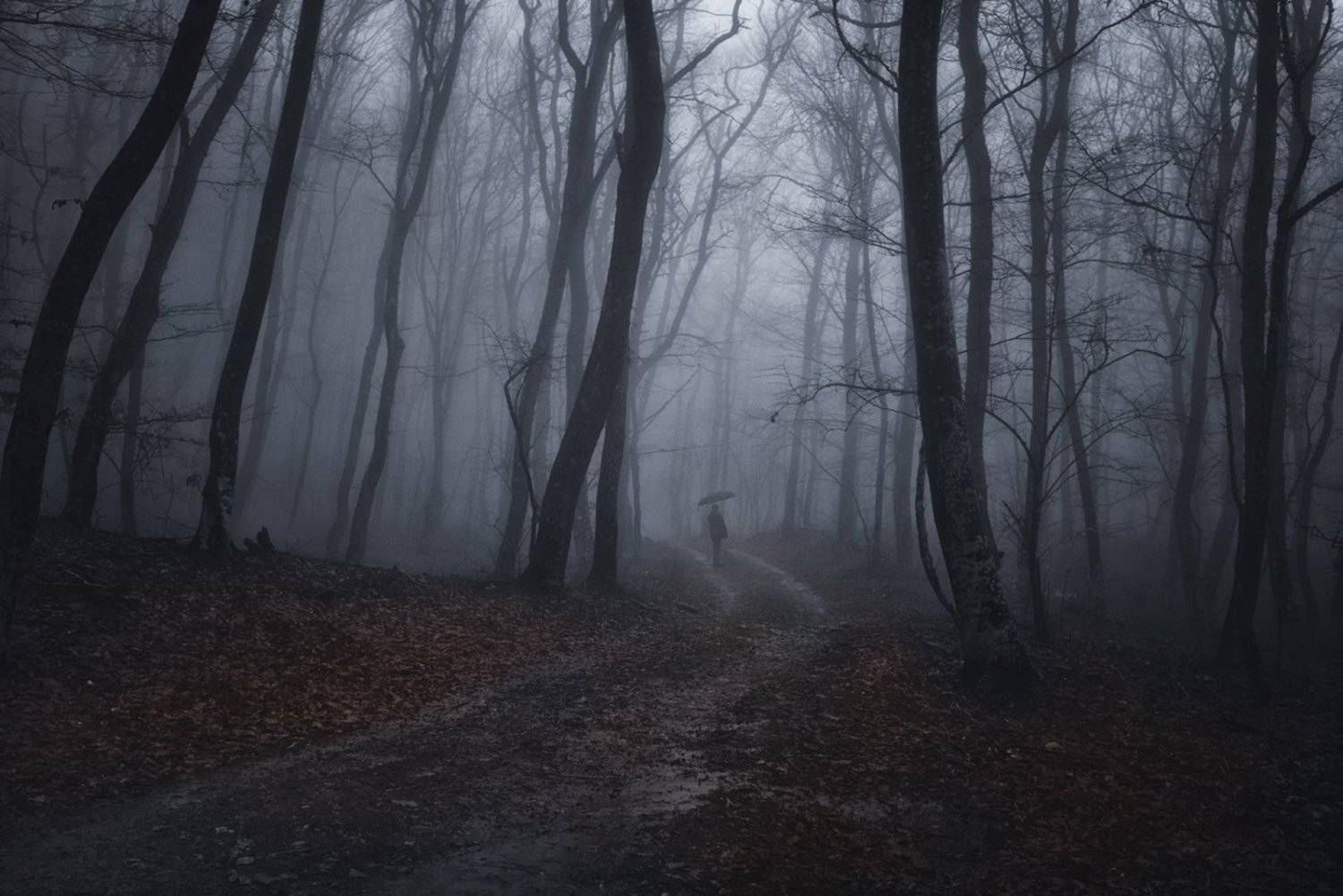 осень, туман, дорога, лес, Вьюшкин Игорь