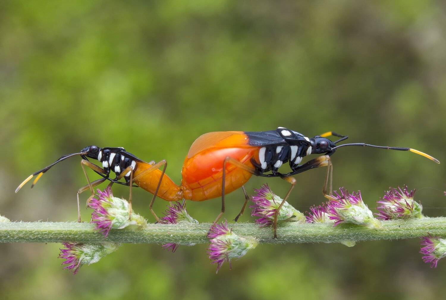 #macro#bug#mating#colors, Choo How Lim