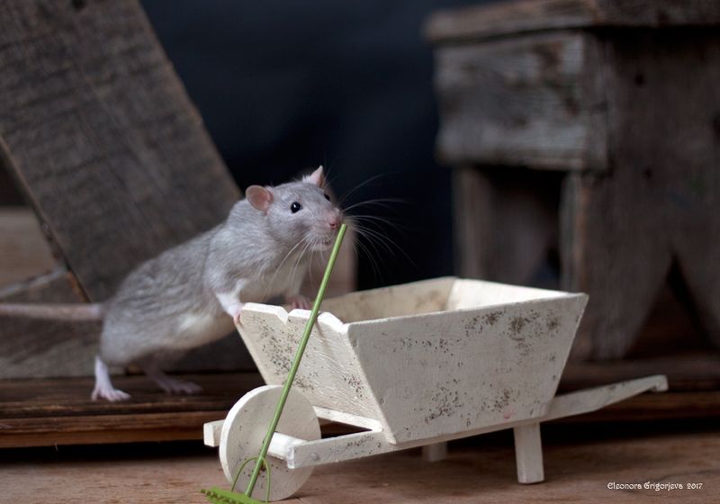 Из жизни богемного общества. Репетиции и съёмки. фото превью