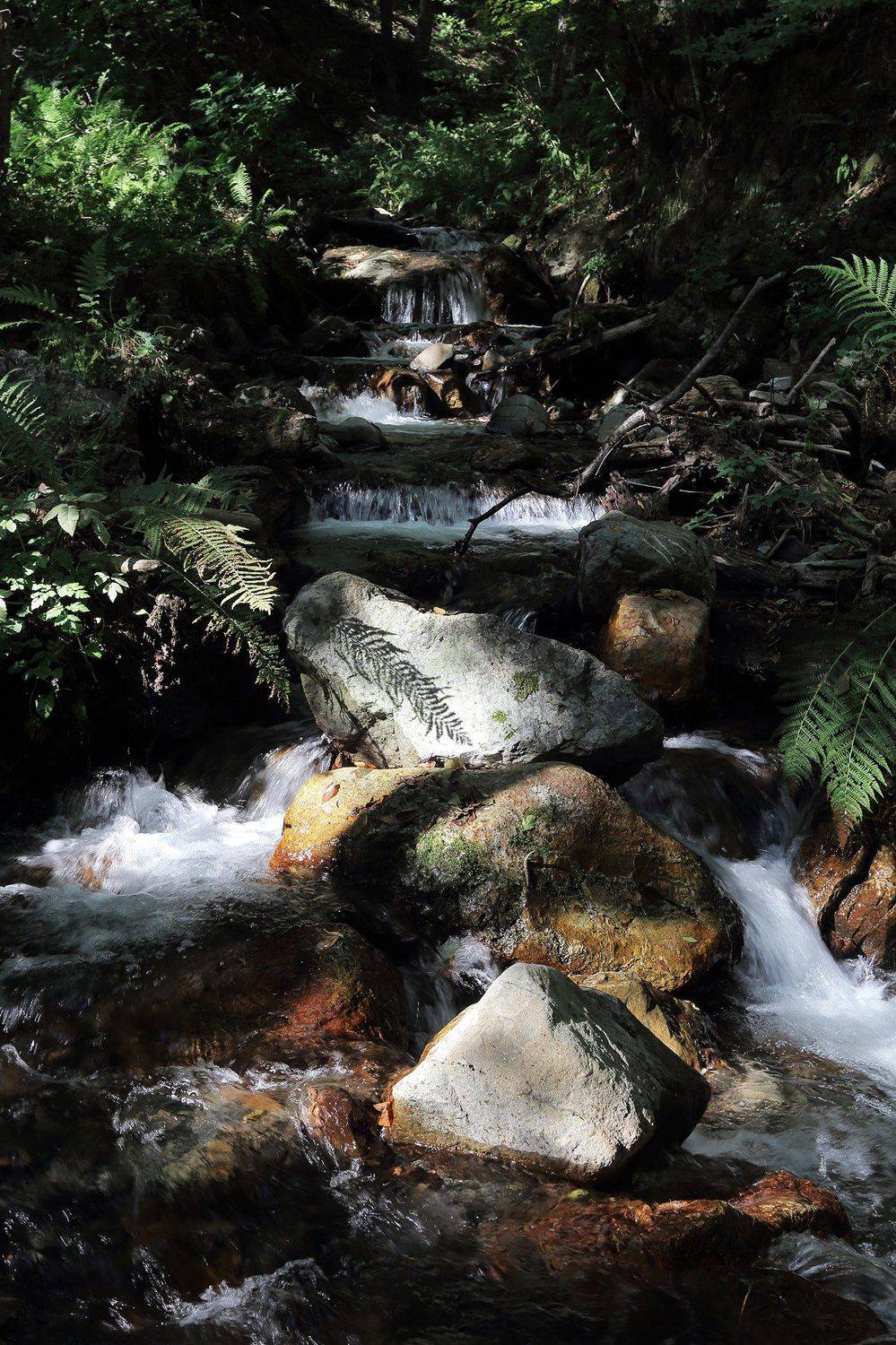 , Иван Карчев