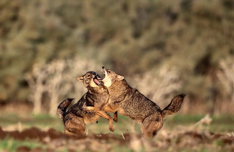 Териториальные разборки фото превью
