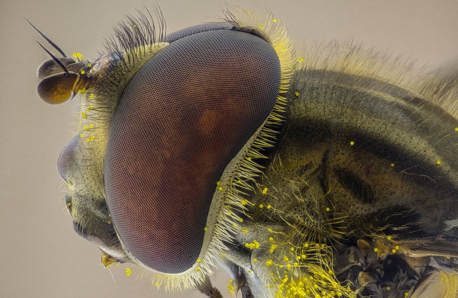 ceclii,macro,lgg4, extrememacro,  макро, Tsvetan Ganev