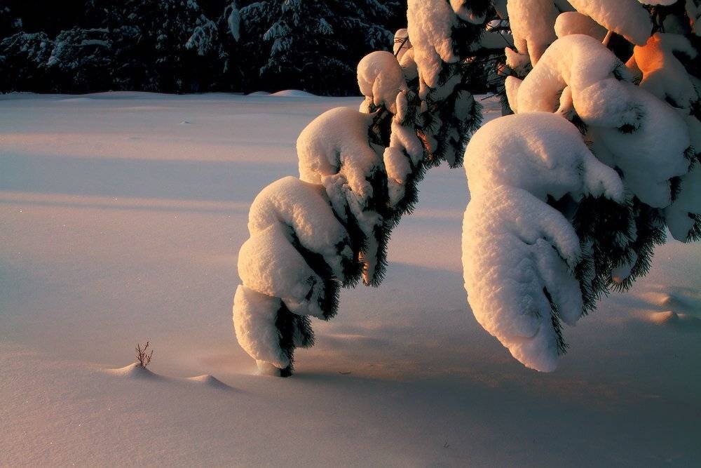 Вечерний свет. Автор: Николай М , Николай М