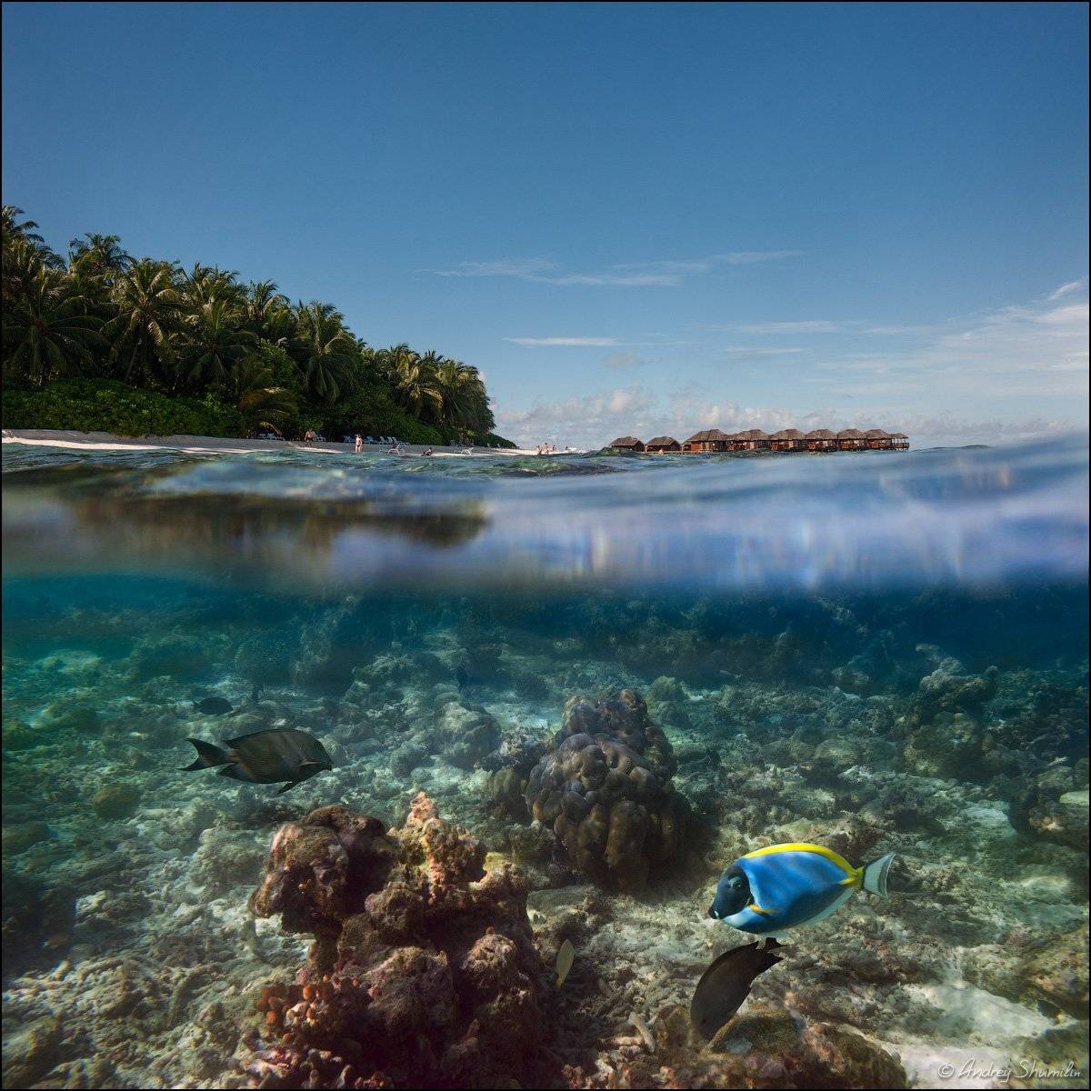 , Андрей Шумилин