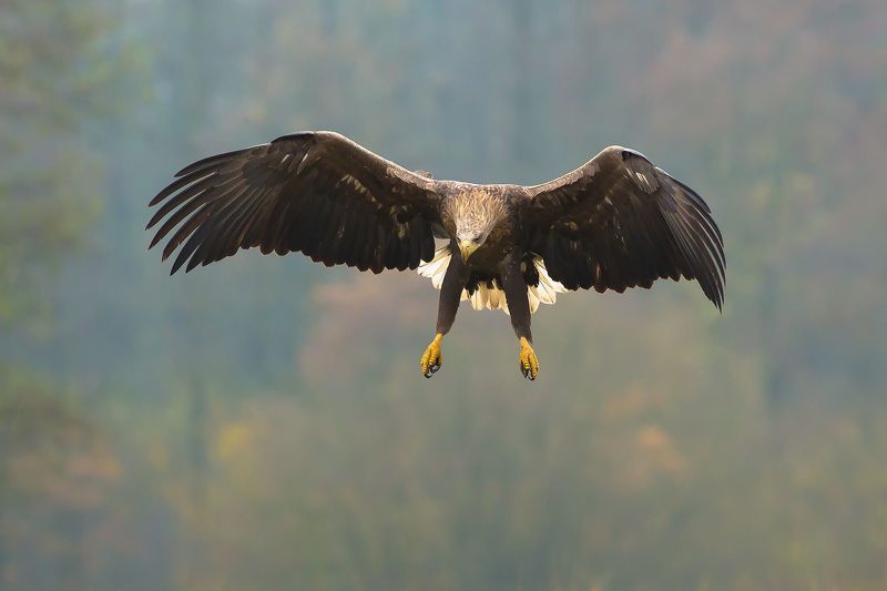 White tailed eagle фото превью