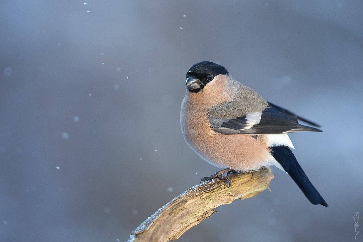 снегирь, леди, Байбекова Светлана