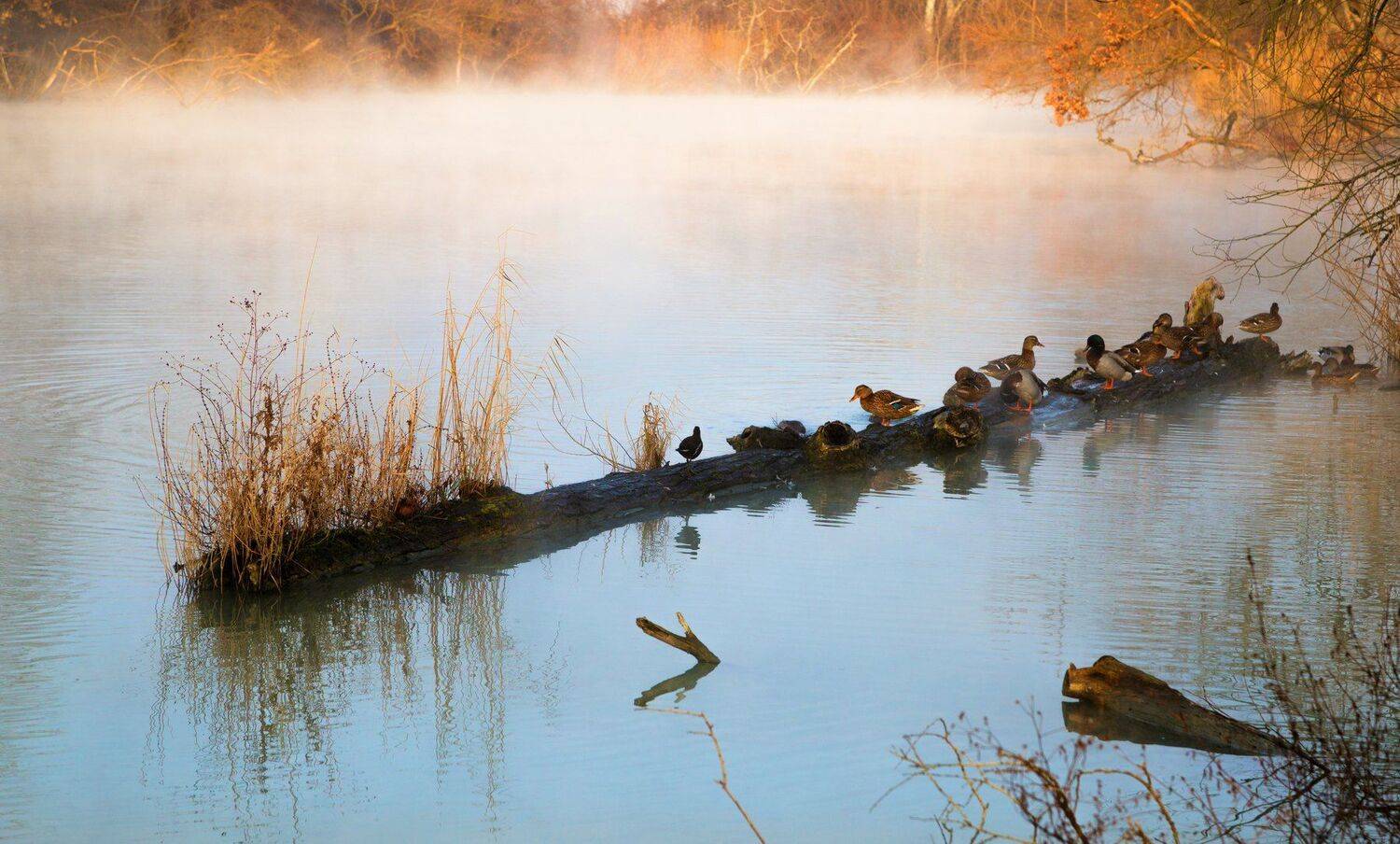 утро, Алексей Рыльский