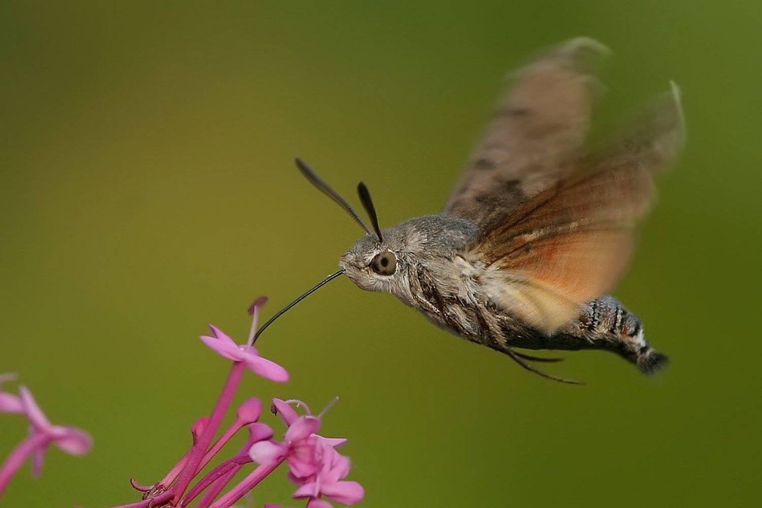 Macroglossum stellatarum, Silvestr Szab&oacute;