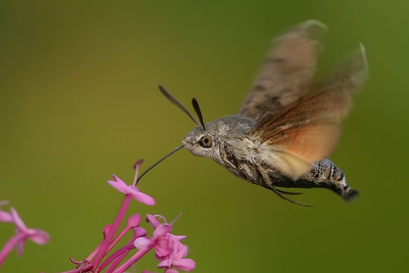 Macroglossum stellatarum Macroglossum stellatarum фото превью