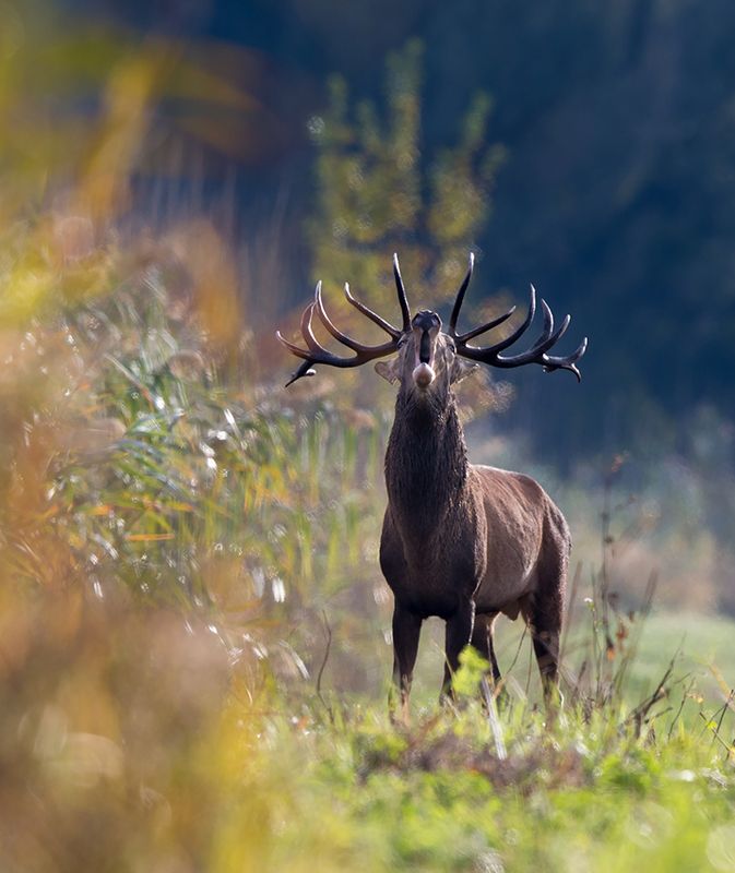 red deer