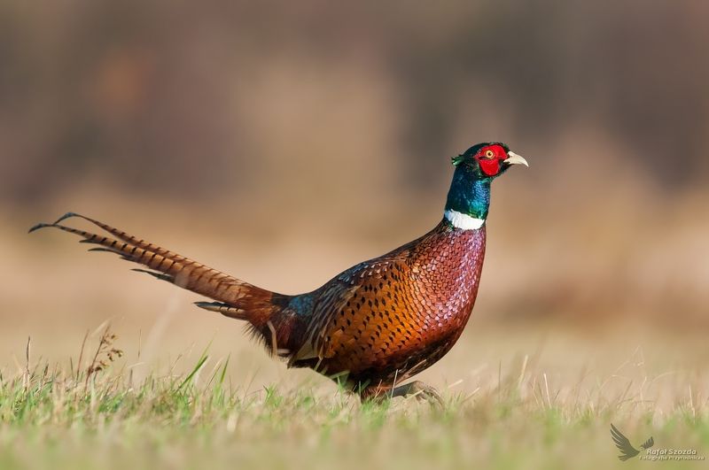 Bażant, Common Pheasant (Phasianus colchicus) ... фото превью
