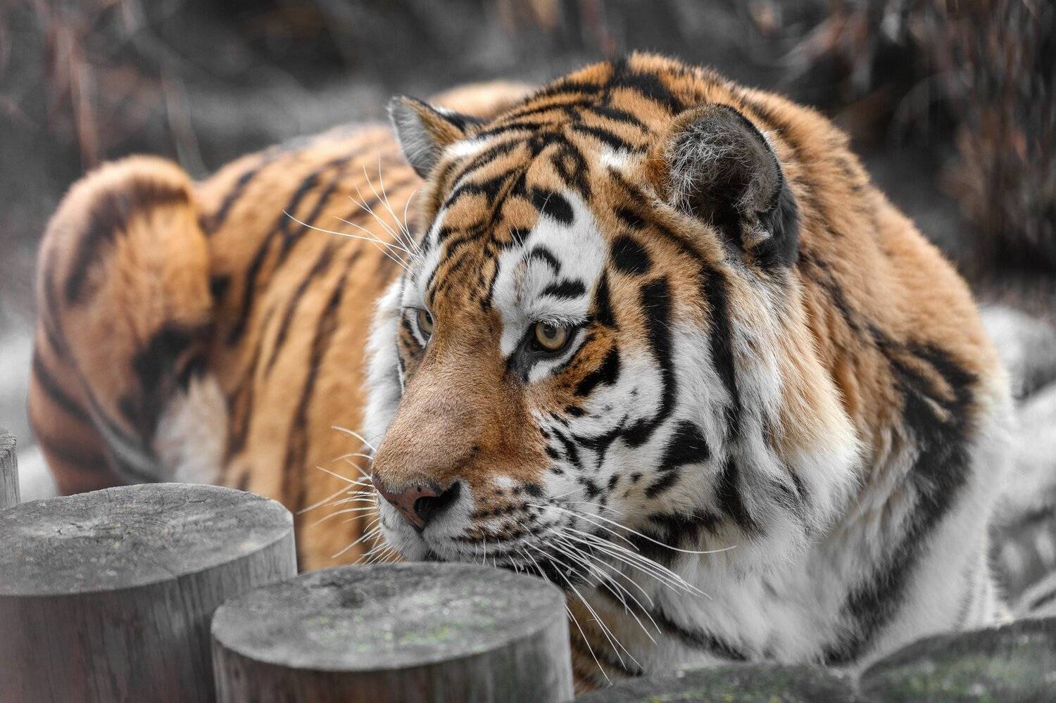 амурский тигр, Олег Богданов