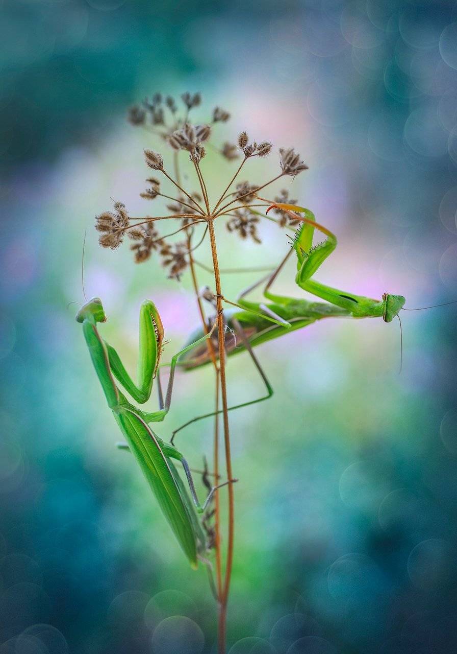 , Тодор Божков