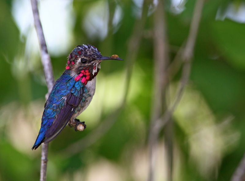 Птица-муха (Mellisuga helenae) самая маленькая птица в мире. фото превью