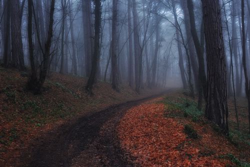 Дорога с подснежниками.