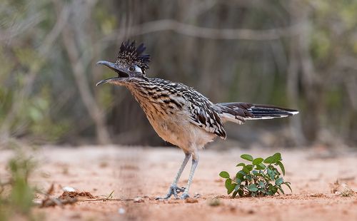 Greater Roadrunner - Калифорнийская земляная кукушка