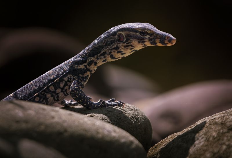 Первая охота фото превью