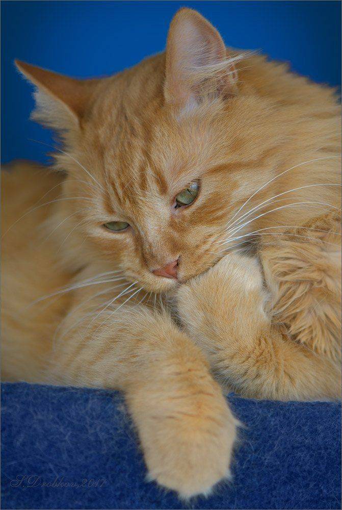 кошки, рыжий, портрет, Sergey Drobkov
