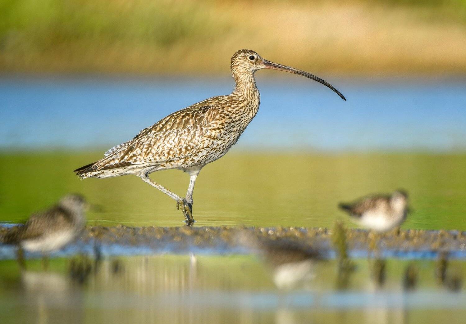 птицы,природа,лето, Андрей Киселёв