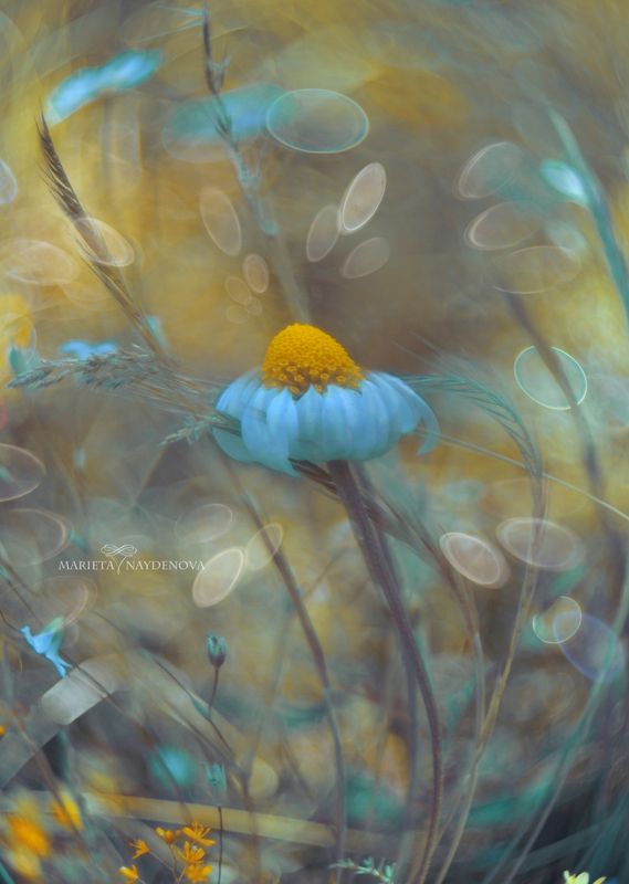 * фото превью